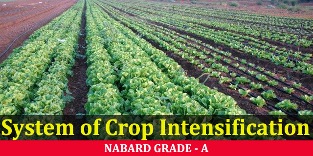 System of Crop Intensification (SCI)